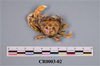 藏品(板子蟹)的圖片